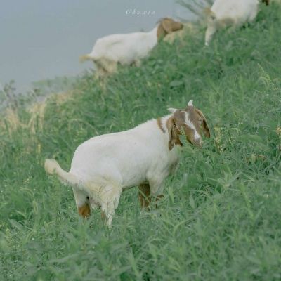 超火绿色头像女生头像(34张)