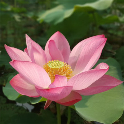 2023年妈妈头像(28张)