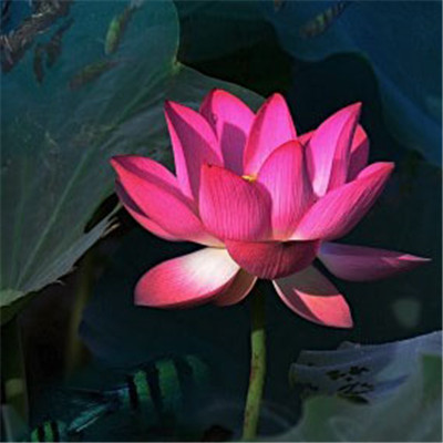 2023年妈妈头像(28张)