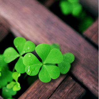 清新脱俗的风景头像(精选26张)