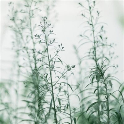 清新脱俗的风景头像(精选26张)