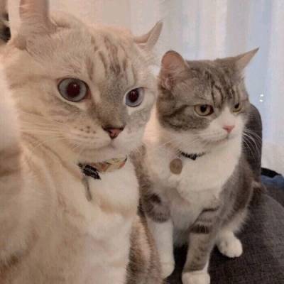 最近抖音很火的情侣头像(精选28张)