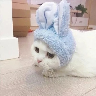 可爱猫咪情侣头像(精选18张)