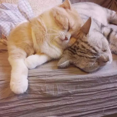 可爱猫咪情侣头像(精选18张)