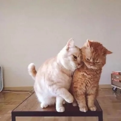 可爱猫咪情侣头像(精选18张)