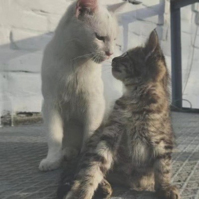 可爱猫咪情侣头像(精选18张)