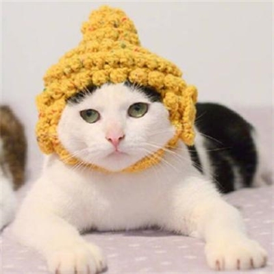 可爱猫咪情侣头像(精选18张)