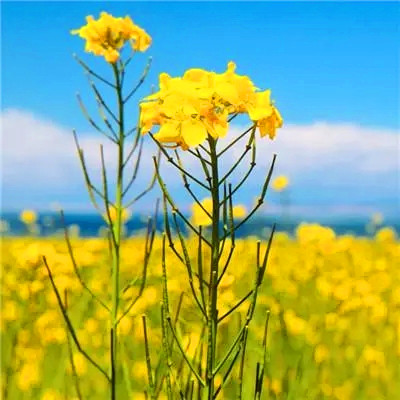 运气越来越好的微信头像(精选20张)