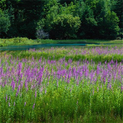 最好旺财山水风景图片微信头像(16张)