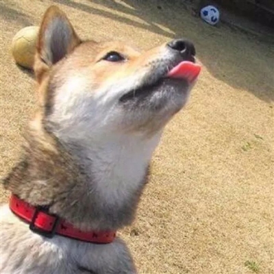 搞怪手绘情侣头像(精选66张)