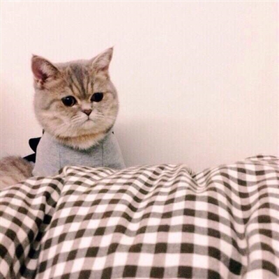 沙雕又好看的头像(精选18张)