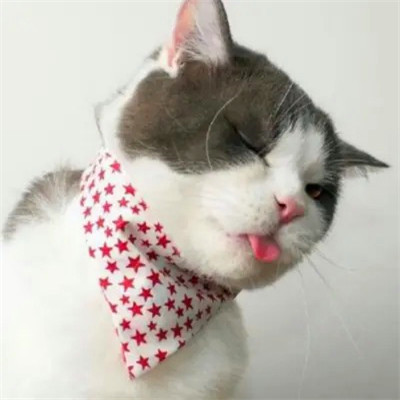 2023笑死人的很火萌宠动物头像合集(18张)