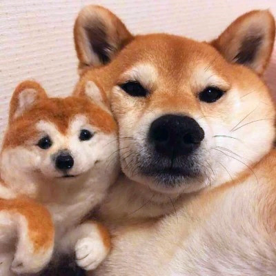 2023笑死人的很火萌宠动物头像合集(18张)