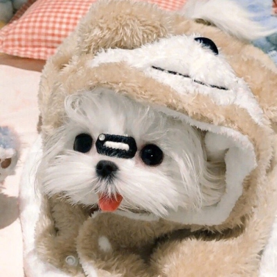 2023笑死人的很火萌宠动物头像合集(18张)