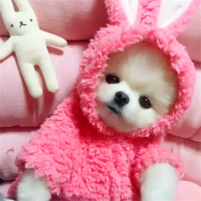 2023笑死人的很火萌宠动物头像合集(18张)