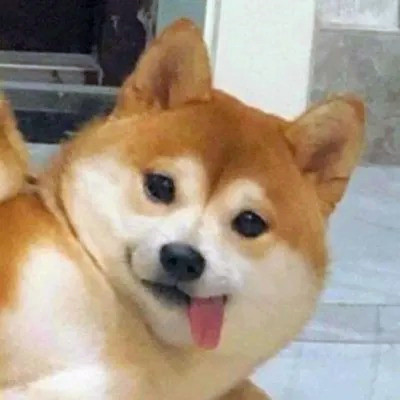 2023笑死人的很火萌宠动物头像合集(18张)