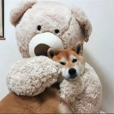 2023笑死人的很火萌宠动物头像合集(18张)