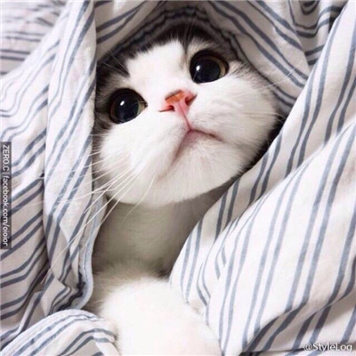 2023美丽漂亮的猫猫头像图片(优选18张)