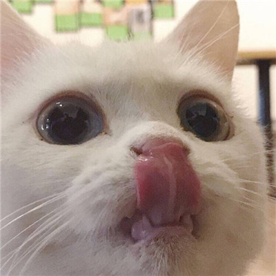 2023美丽漂亮的猫猫头像图片(优选18张)