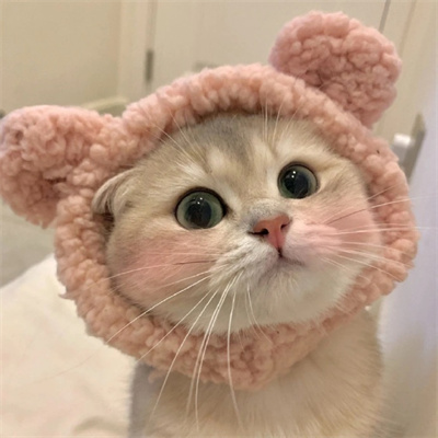 2023美丽漂亮的猫猫头像图片(优选18张)