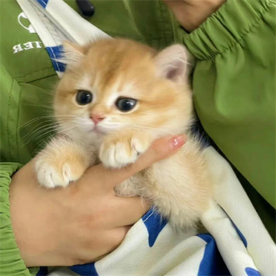 2023美丽漂亮的猫猫头像图片(优选18张)