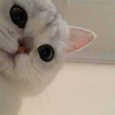 2023美丽漂亮的猫猫头像图片(优选18张)