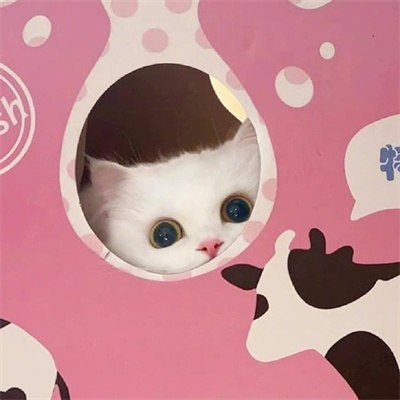 2023美丽漂亮的猫猫头像图片(优选18张)
