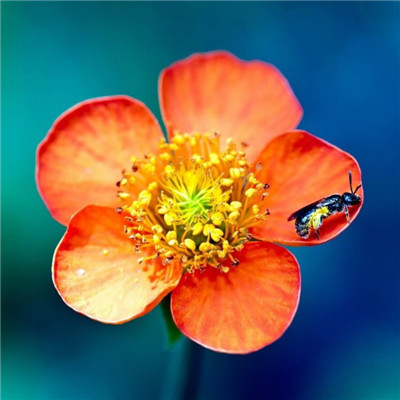 寓意好能带来好运的微信头像(18张)