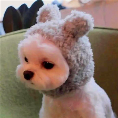 2023年头像女可爱萌搞怪图片(精选22张)