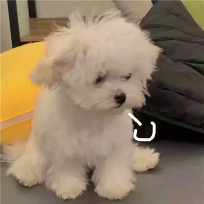 2023年头像女可爱萌搞怪图片(精选22张)