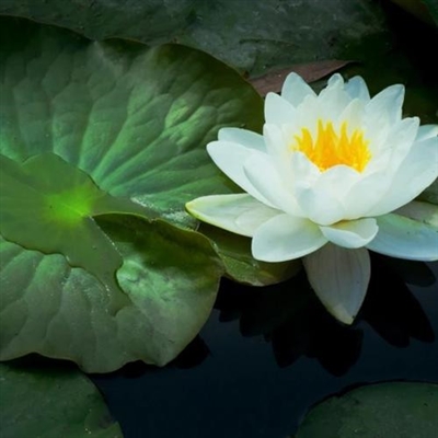 二零二三年最火微信头像(优选16张)