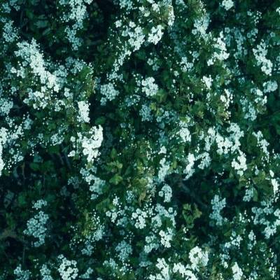 50岁女性微信头像女生简单大方(优选20张)