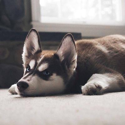 好看的狗狗微信头像(18张)