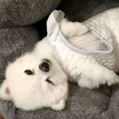 好看的狗狗微信头像(18张)