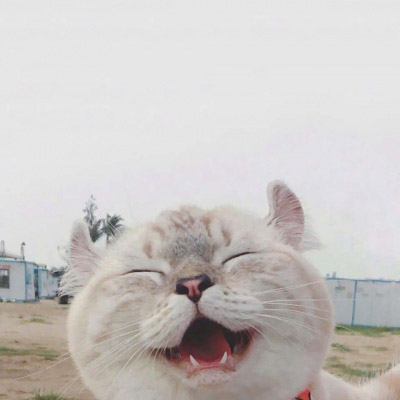 好看的狗狗微信头像(18张)