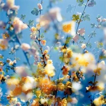 40一45岁女人微信头像风景(共32张)