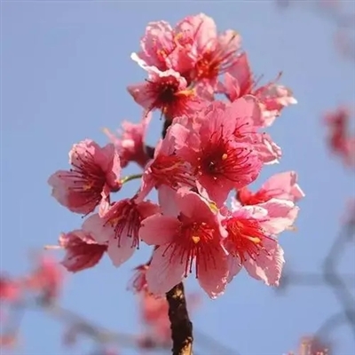 50岁有气质女人头像(共20张)