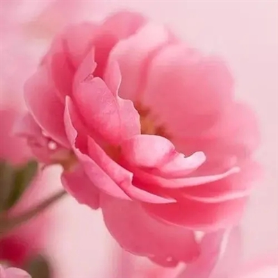 50岁有气质女人头像(共20张)