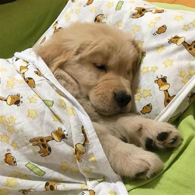 2023最火宠物头像(精选12张)