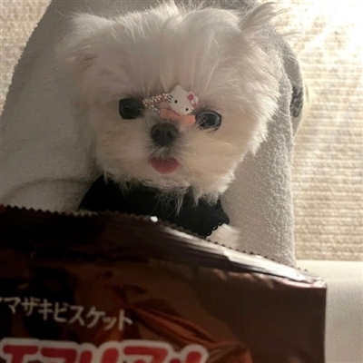 2023最火宠物头像(精选12张)