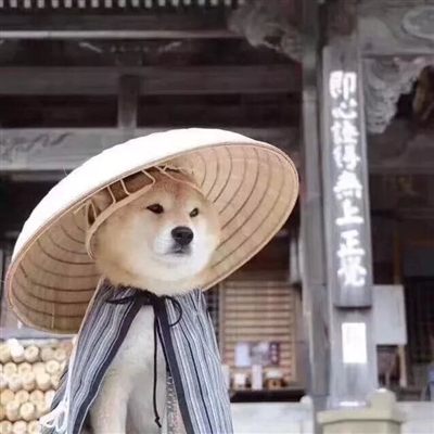 2023最火宠物头像(精选12张)