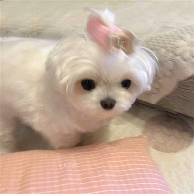 2023最火宠物头像(精选12张)