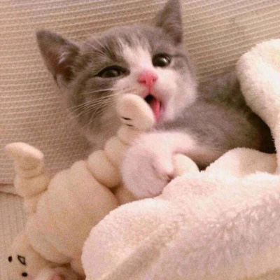 萌萌哒猫咪头像精选(优选18张)