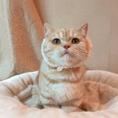 萌萌哒猫咪头像精选(优选18张)