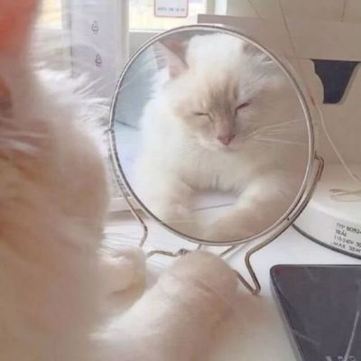 萌萌哒猫咪头像精选(优选18张)