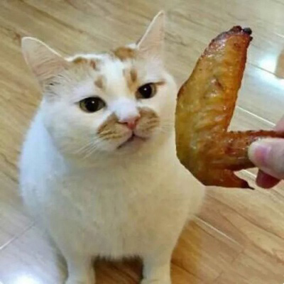 萌萌哒猫咪头像精选(优选18张)