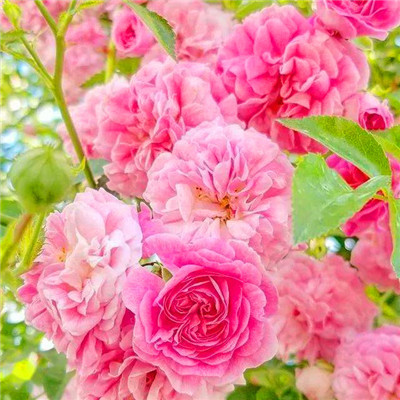 2023年运势好的头像(18张)