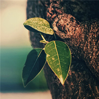 2023年微信头像最吉利好运图片女(18张)