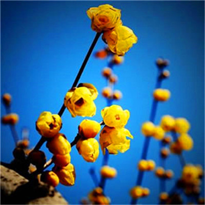 2023年微信头像最吉利好运图片(精选16张)