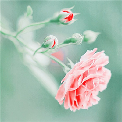 2023年自带好运头像(共18张)